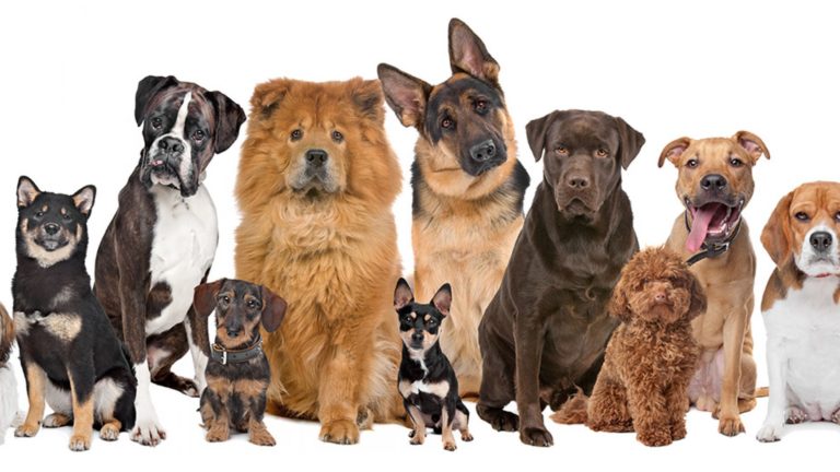 Investigadores de la UAB curan la diabetes tipo 1 en perros