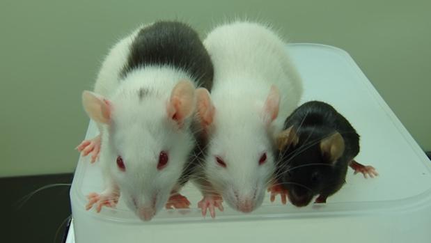 Nuevo experimento que cura la diabetes en ratones