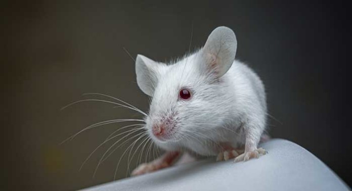 Diabetes Tipo 2: logran una remisión de 4 meses en ratones