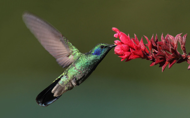 El metabolismo del colibrí arrojará luz sobre la obesidad humana