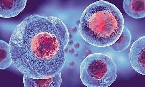 Celulas madre+inmunosupresores para curar diabetes tipo1
