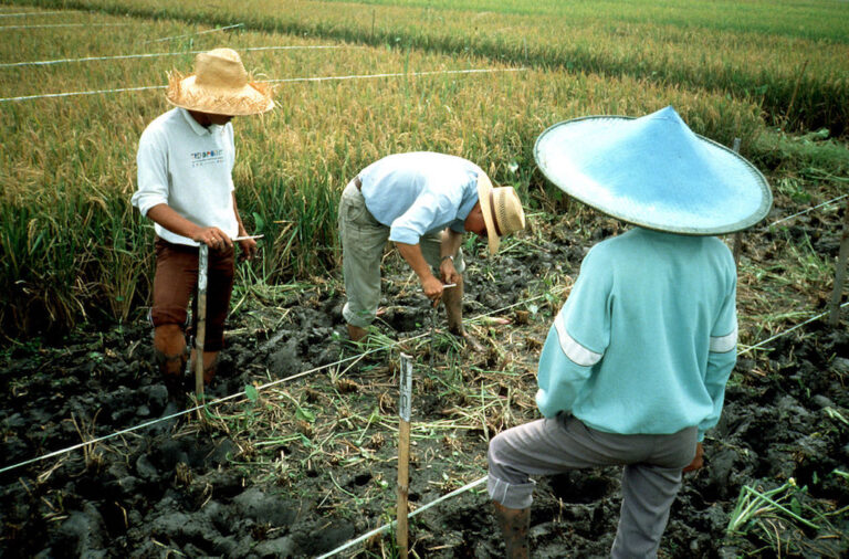 Un nuevo tipo de arroz apunta a combatir la diabetes en China