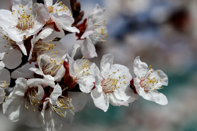 Incompatibilidades entre Librelink 2 PLUS y Diabox