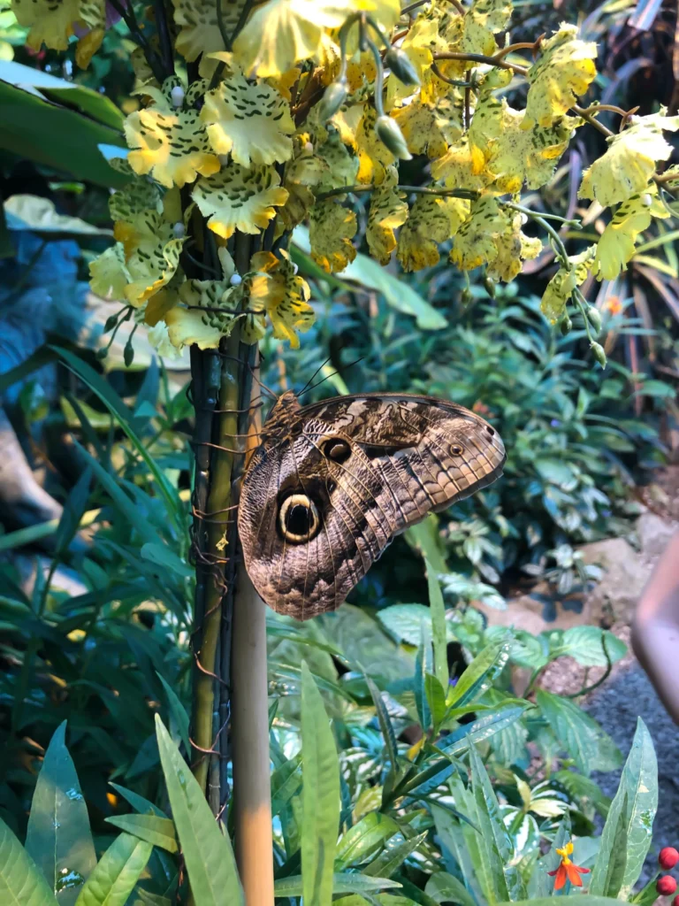 ¿Se puede monitorizar a 2 personas al mismo tiempo que tienen Ypsopump con Camaps FX y Libre 3?